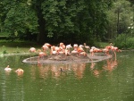 heidelberger zoo 2010 bild009.jpg