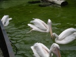 heidelberger zoo 2010 bild010.jpg