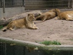 heidelberger zoo 2010 bild012.jpg