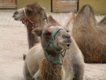 heidelberger zoo 2010 bild013.jpg