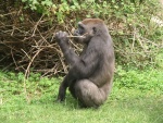 heidelberger zoo 2010 bild015.jpg