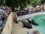 heidelberger zoo 2010 bild019.jpg